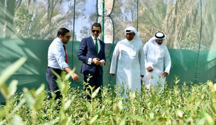 تمهيدا لإطلاق المرحلة الثانية من زراعة أشجار القرم