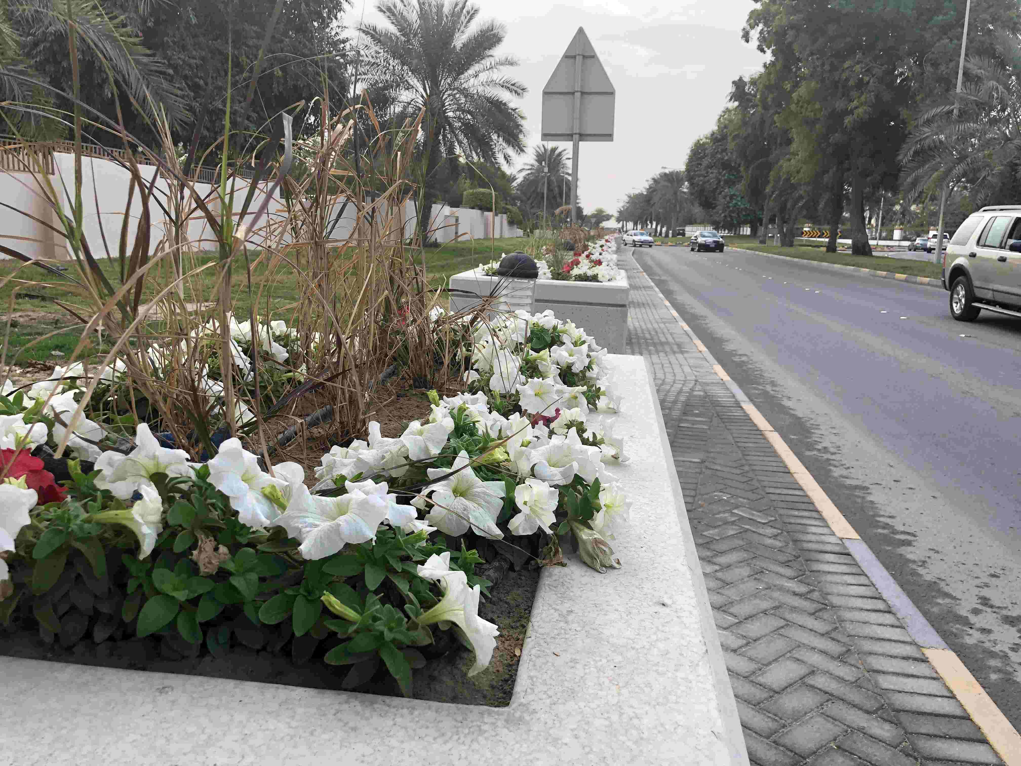 بلدية &quot;الجنوبية&quot; تستبدل الحواجز الإسمنتية بـأحواض زراعية في شارع الشيخ سلمان
