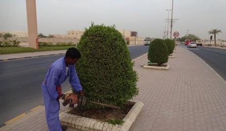 ضمن مساعيها لإبراز الطابع الجمالي لمختلف المناطق... بلدية "الجنوبية": نقوم دورياً بتقليم الأشجار في الشوارع الرئيسية