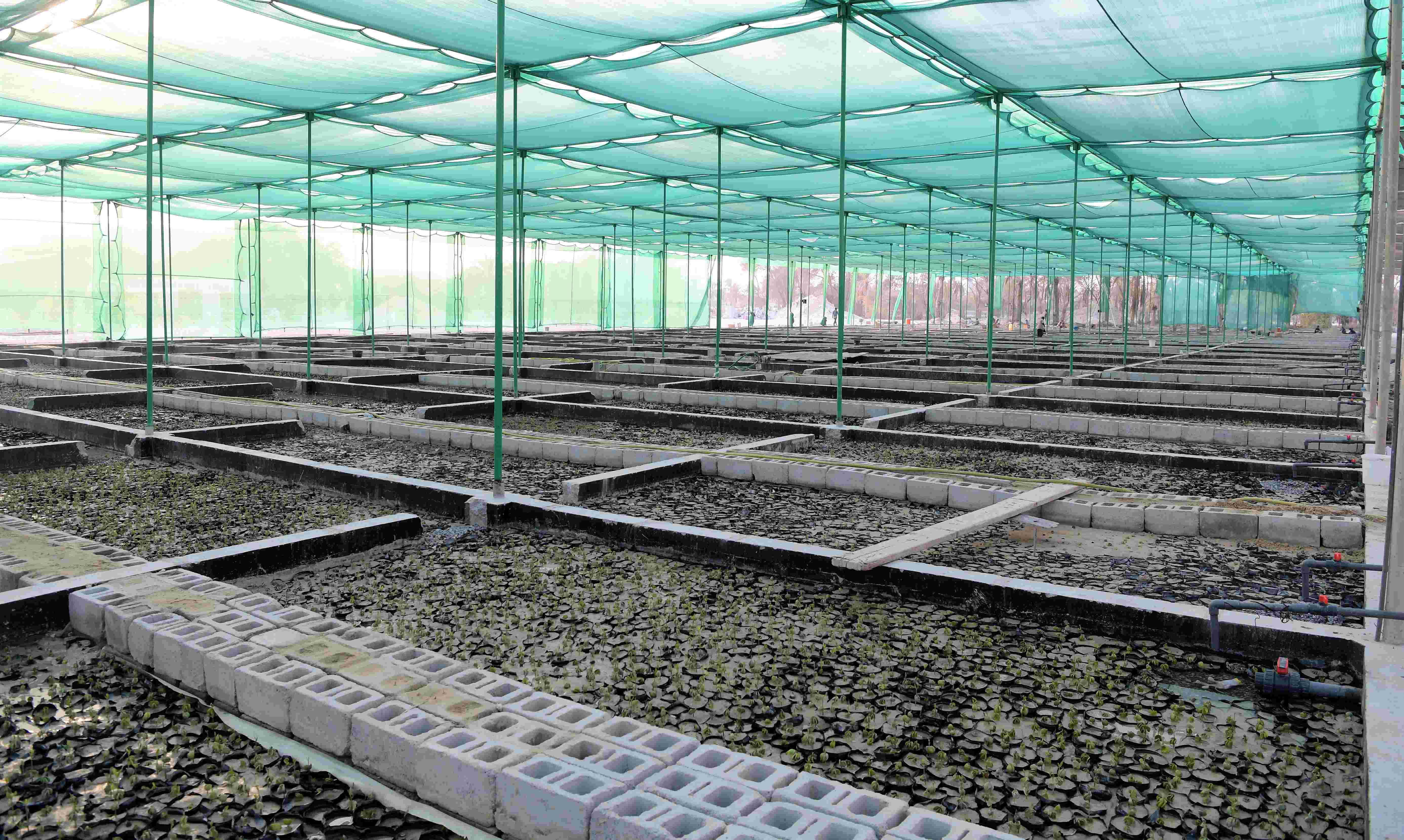 بهدف زيادة الطاقة الإنتاجية وتحقيق الأهداف الوطنية ذات الصلة وزيرا "البلديات" و"النفط والبيئة" يدشنان المشتل الجديد لزراعة القرم